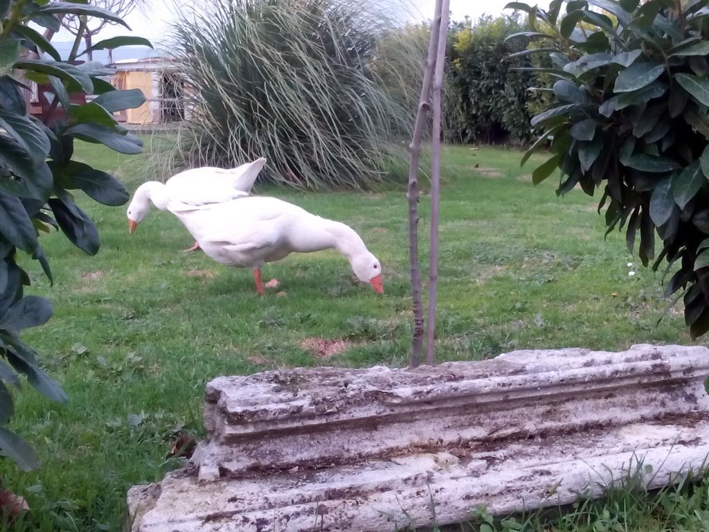 La Vecchia Stalla B&B Narni Buitenkant foto